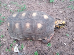 Chelonoidis carbonarius