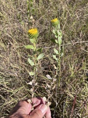 Grindelia nuda