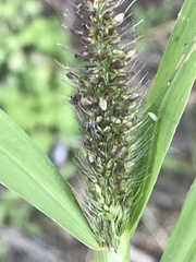 Setaria adhaerens