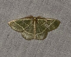 Chlorochlamys chloroleucaria