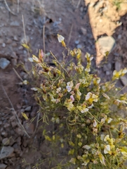 Cordylanthus wrightii