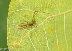 Tetragnatha hasselti