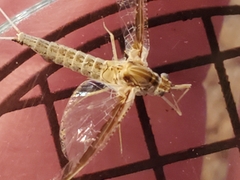 Callibaetis pictus