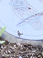 Trichodezia albovittata