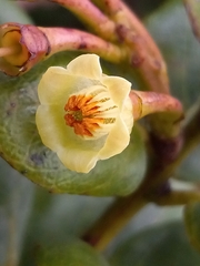 Vaccinium racemosum