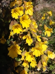 Tropaeolum hookerianum