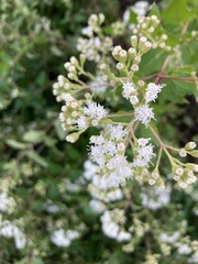 Ageratina havanensis