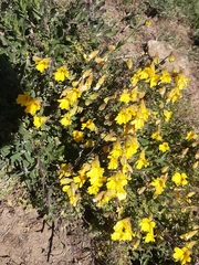 Tropaeolum hookerianum