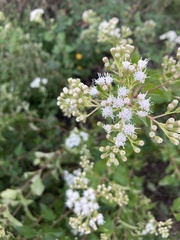 Ageratina havanensis