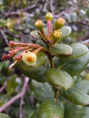 Vaccinium racemosum