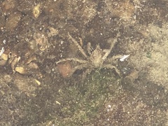 Pyromaia tuberculata