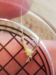 Callibaetis pictus