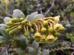 Vaccinium racemosum