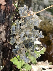 Pseudocyphellaria holarctica