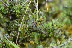 Echthromorpha