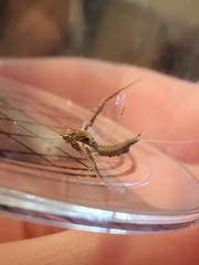 Callibaetis pictus