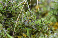 Echthromorpha