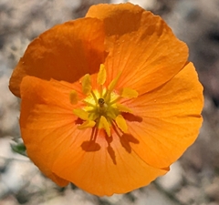 Kallstroemia grandiflora