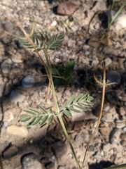 Kallstroemia grandiflora