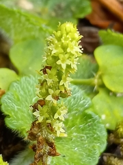 Hydrocotyle hirsuta