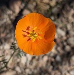 Kallstroemia grandiflora