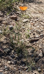Kallstroemia grandiflora
