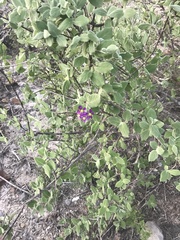 Malpighia glabra