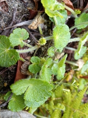 Hydrocotyle hirsuta