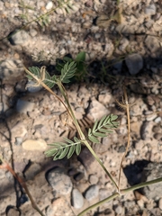 Kallstroemia grandiflora