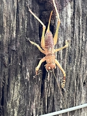 Listroscelidinae