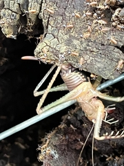 Listroscelidinae