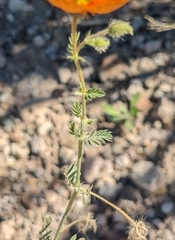 Kallstroemia grandiflora