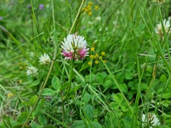 Trifolium ambiguum