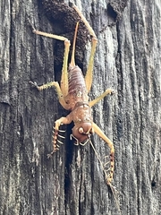 Listroscelidinae