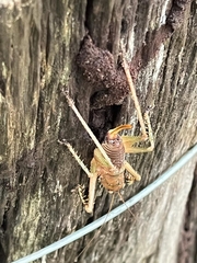 Listroscelidinae