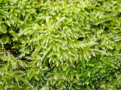 Brachythecium rutabulum