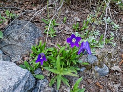 Campanula saxifraga