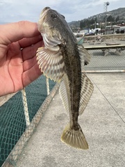 Leptocottus armatus