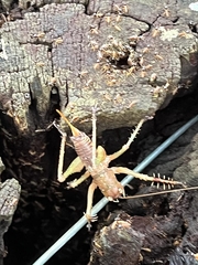 Listroscelidinae