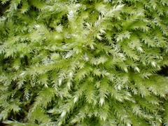 Brachythecium rutabulum