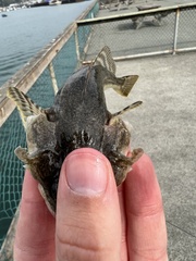 Leptocottus armatus
