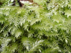 Brachythecium rutabulum