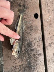 Leptocottus armatus
