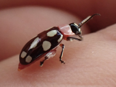 Omophoita simulans