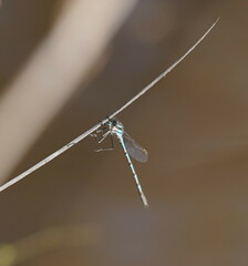 Austrolestes annulosus
