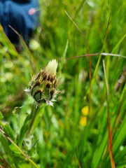 Centaurea cheiranthifolia