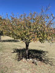Prunus mexicana