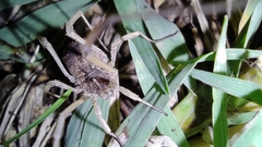 Lacinius horridus