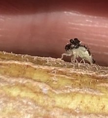 Smiliinae