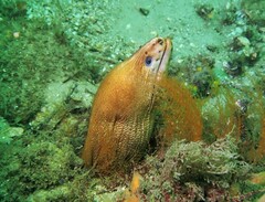 Gymnothorax prasinus